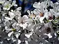Cherry Blossom