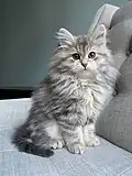 تابی طلایی آبی مادهٔ ۳ ماهه.