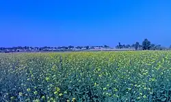 مزارع خردل در روستایی در شهرستان سری گانگانگر (راجستان، هند).