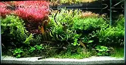 Aquarium containing a variety of plants and a piece of driftwood, with white gravel at front and a plant with red leaves at the upper left.