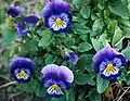Violet