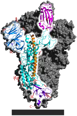 SARS-CoV-2 spike homotrimer focusing upon one protein subunit with an ACE2 binding domain highlighted