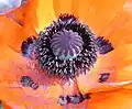 Papaver inside