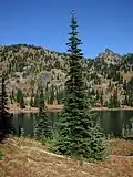 صنوبر زیر آلپ در پارک ملی کوه رینیر، واشنگتن، ایالات متحده