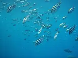 توده سرکار استوار در دریای سرخ