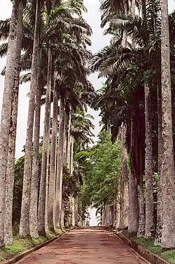 Aburi Botanical Gardens and نخل in Aburi