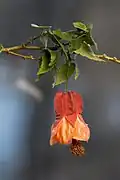 ابوتیلون فانوسی Abutilon × hybridum