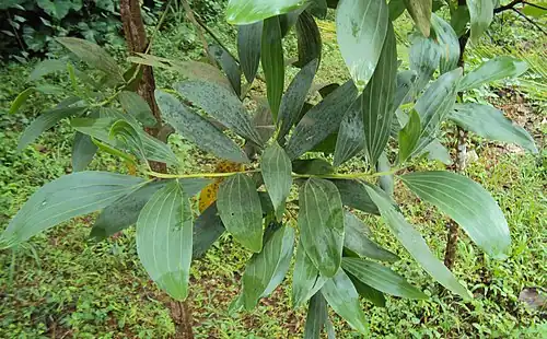 آکاسیای منگیوم