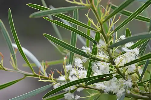 آکاسیای شیرین (Acacia suaveolens)