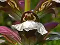 Acanthus mollis