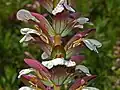 Acanthus mollis