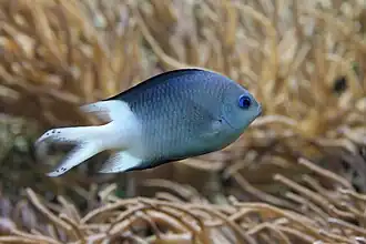 دوشیزه‌ماهی خاردار
