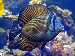زبراسوما