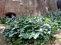 پالاسیوم, روم