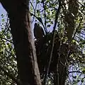 آشیانه بزرگ و حجیم باز کوپر که ماده روی آن نشسته‌است.