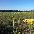 رویش بومادران به صورت خودرو