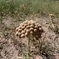 گل آذین بومادران آماده جمع آوری بذر