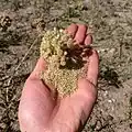 بذر های بومادران