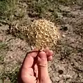 گل آذین بومادران پس از ریزش بذرها