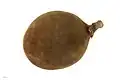 Adansonia  grandidieri - Museum specimen - fruit