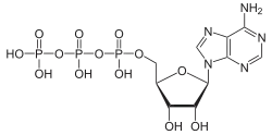 Skeletal formula oکوچهتی