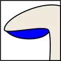 برون‌افزونه (Adnexed)