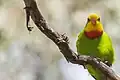 طوطی نر بالغ در کانبرا