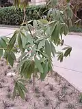 Chinese horse-chestnut (Aesculus chinensis) young leaves in spring ...
