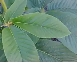 شاه‌بلوط آمریکایی