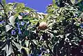 Ohio buckeye  tree (Aesculus glabra)