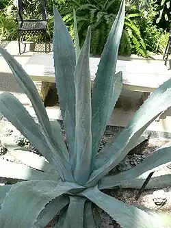 آگاوه امریکانا var. americana