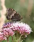 زیر بال‌ها