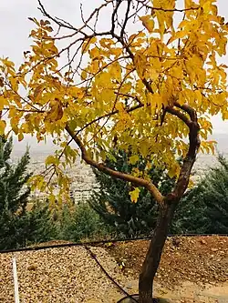 پارک کوهستانی آبشار در پاییز ۱۳۹۹