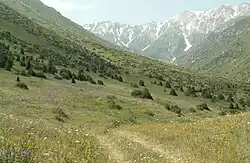  Mountain meadows
