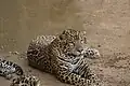 جگوار