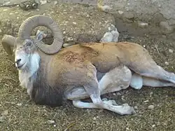 قوچ دشت لار