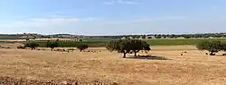 Typical landscape of Alentejo. The trees in the foreground are cork oaks (بلوط چوب‌پنبه‌ای), together with the remains of a cut wheat field. The second and third images are vineyards (انگور) and olive trees (Olea europea). Wheat, cork, olive oil, and wine are the most important commercial products of Alentejo.