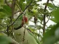 شاه‌طوطی روی درخت در هند