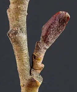 جوانه Alnus glutinosa