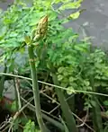 غنچه‌ها
