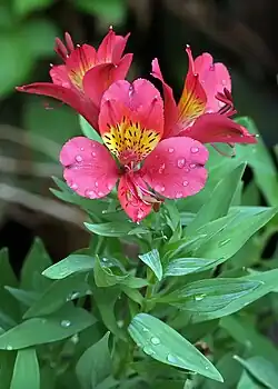 Alstroemeria x hybrida