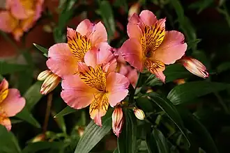 Alstroemeria aurea