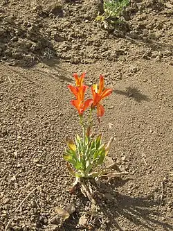 Alstroemeria ligtu