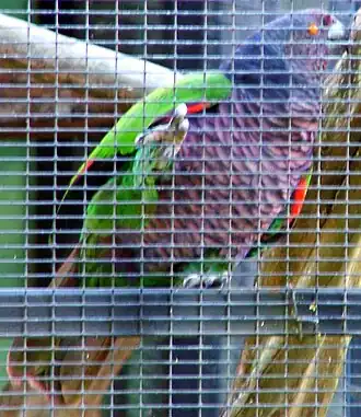 The آمازون شاهنشاه parrot is featured on the national flag of دومینیکا, making it the only national flag in the world with a violet or purple color.