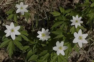 گل‌هایی با ۶، ۷، ۸ و ۹ تپال