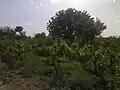 باغ انگور