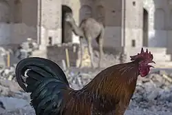 خروس