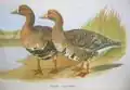 Illustration from Hume and Marshall's Gamebirds of India, Burmah and Ceylon.Greenland White-fronted Goose is similar to left bird.