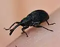 Anthonomus rubi