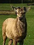 مرالی در ابتدای فصلِ  رشد